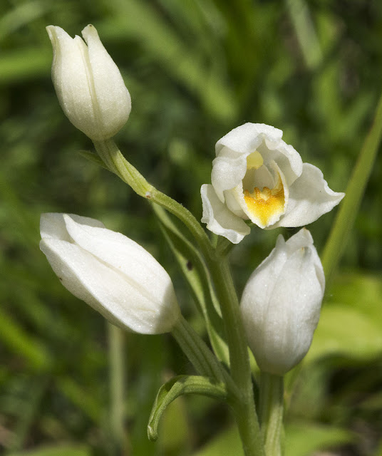 White Helleborine, Cephalanthera damasonium.  Ranscombe Farm County Park, 25 May 2012.