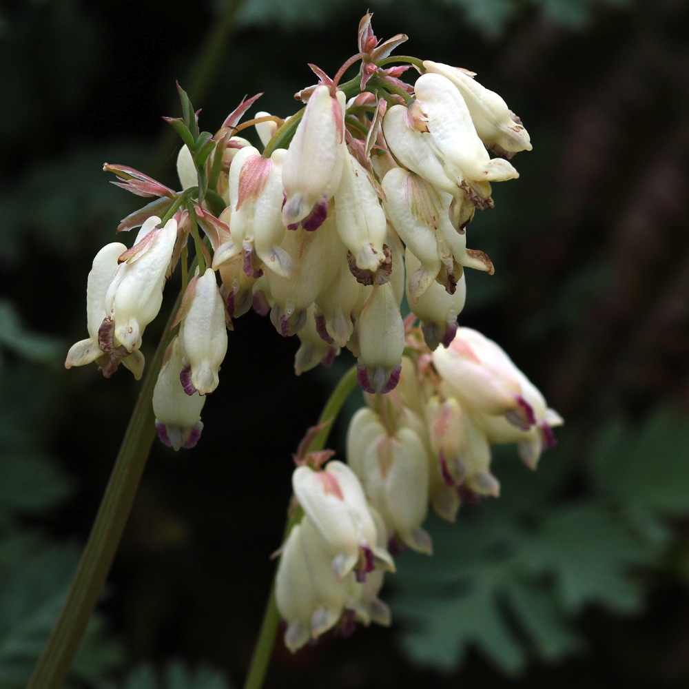 Roger Brook the no dig gardener Confessions of a lapsed dicentra