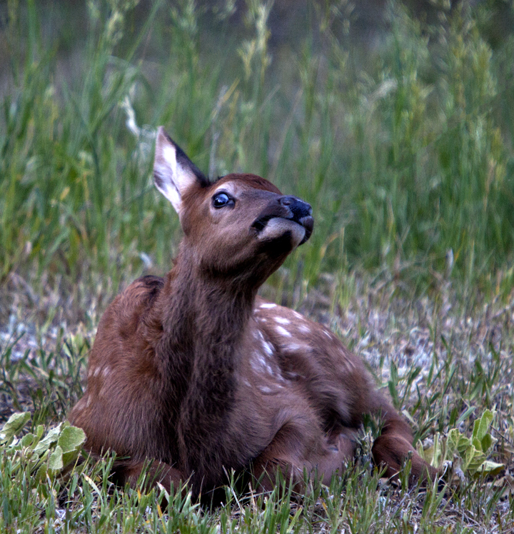 Ken Papaleo X Marks the Shot Elk calves, Evergreen, Colorado.