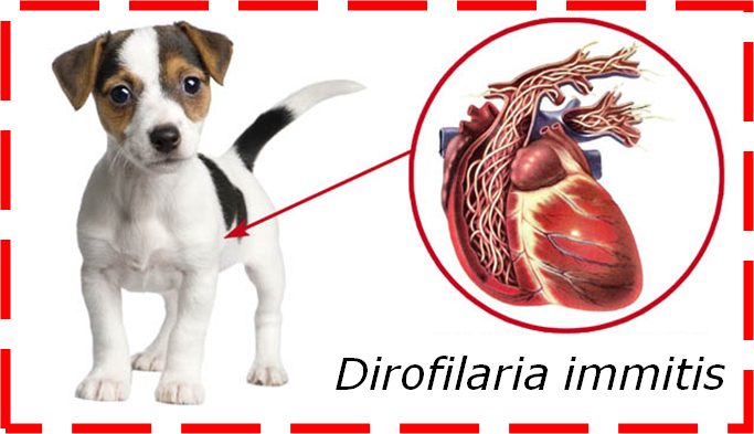Que parasitas em diabete