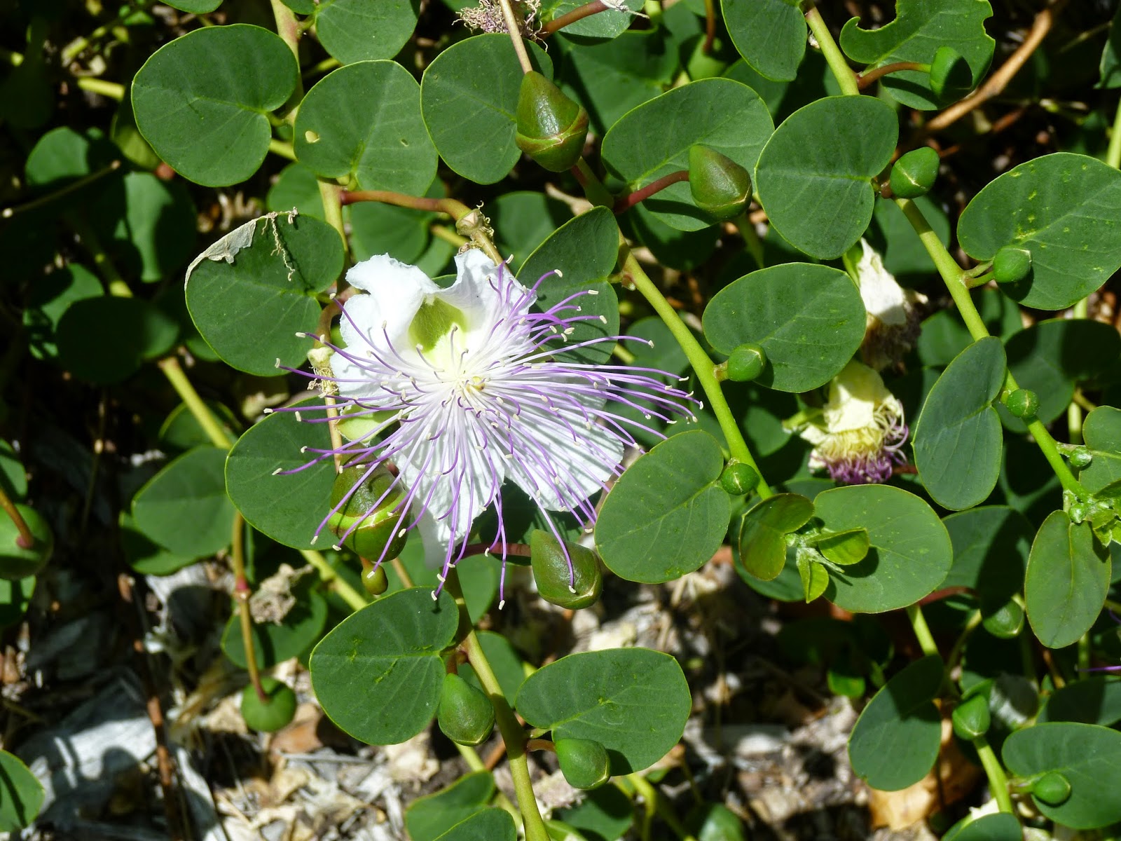 Real World Gardener The Great Garden Caper
