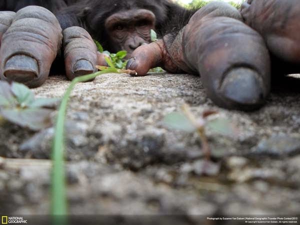 2.) This curious chimp - 12 Photos That Prove Nature is Awesome 2.) This curious chimp - 12 Photos That Prove Nature is Awesome