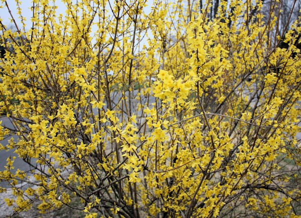 Ferida S Backyard Dappled Willow Hedge