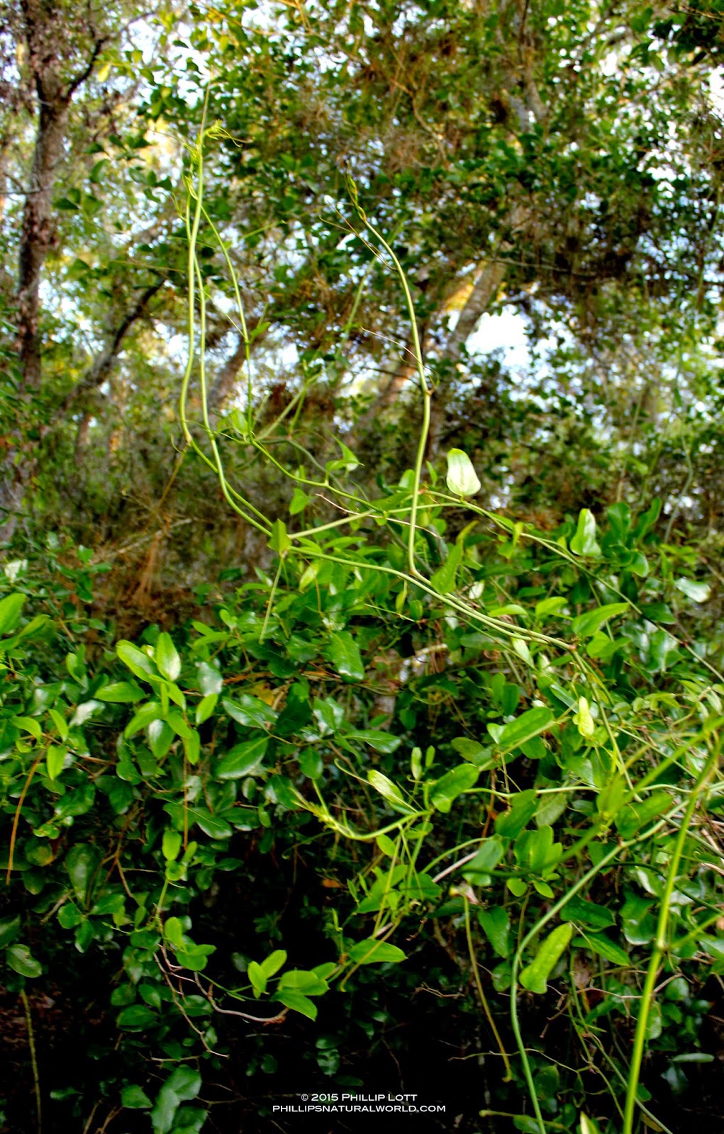 Florida's Thorniest Natives Phillip's Natural World