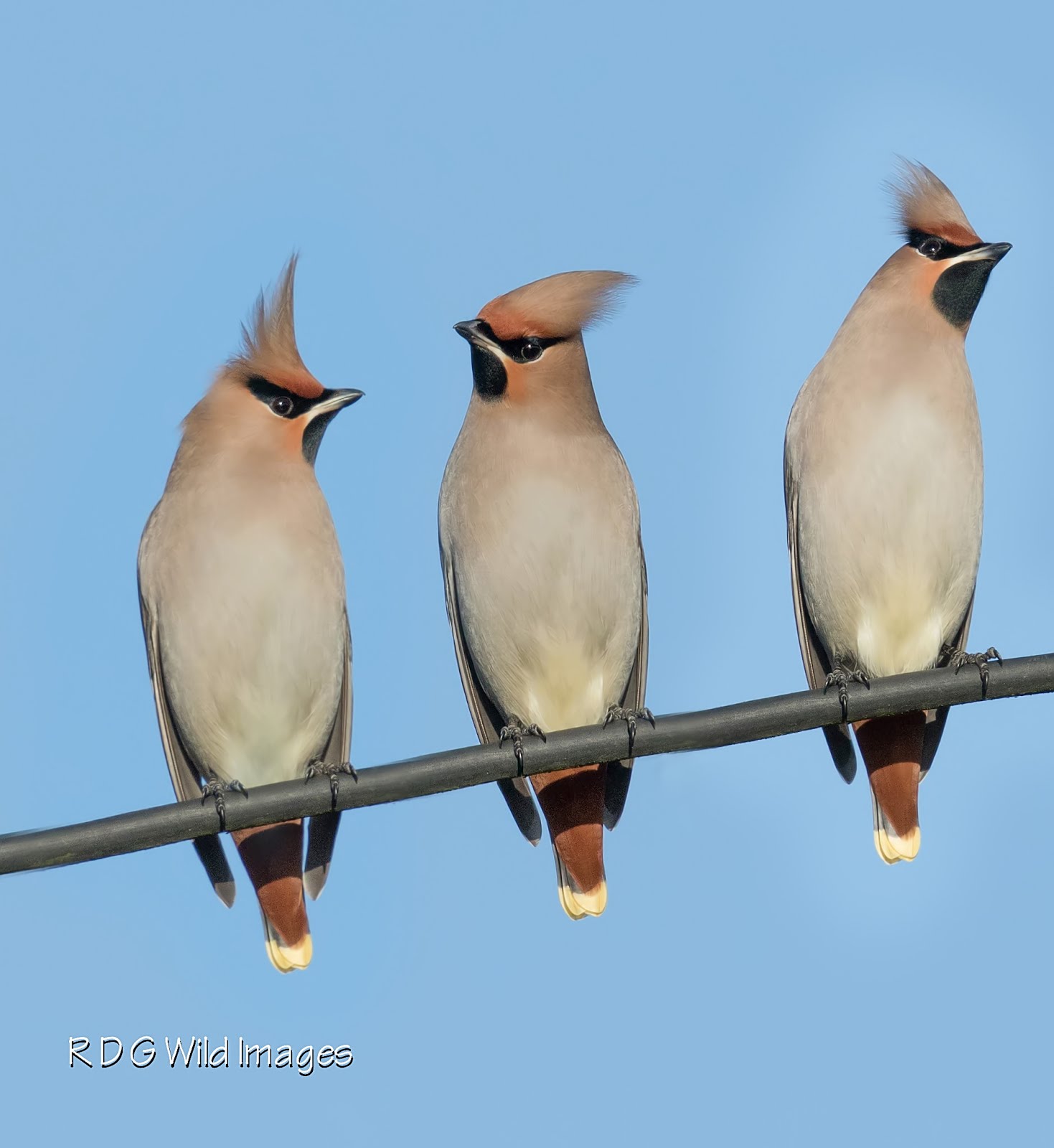 Waxwing montage