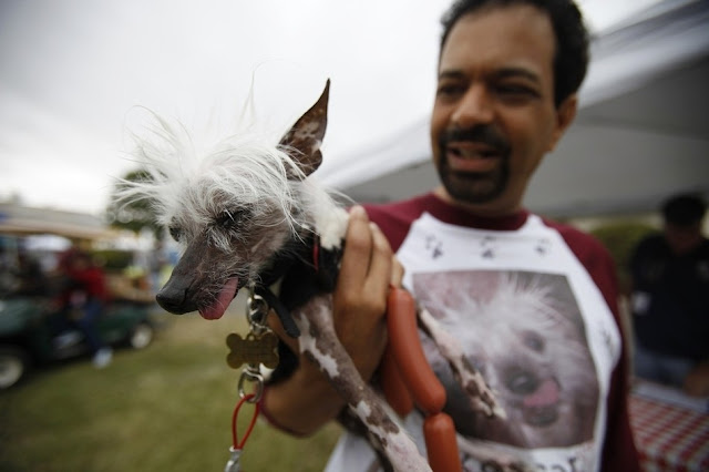 18 photos from 24th annual World's Ugliest Dog Contest, mugly, ugly dogs, world's ugliest dog, ugly dog pictures