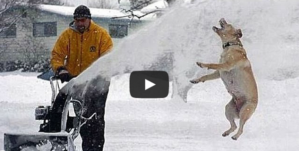 Funny Cats Compilation September Funny Cats Compilation September