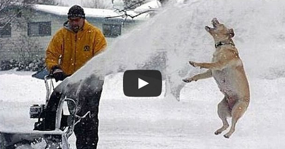 Funny Cats Compilation Most Popular Part Funny Cats Compilation Most Popular Part