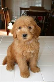 My K 9 Breeds Info Miniature Goldendoodle Overview