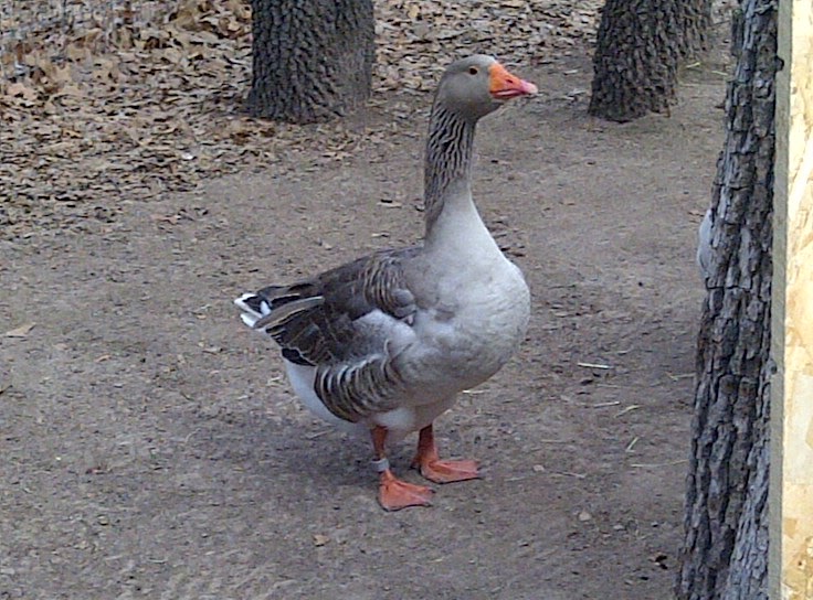 fowlsrus Geese