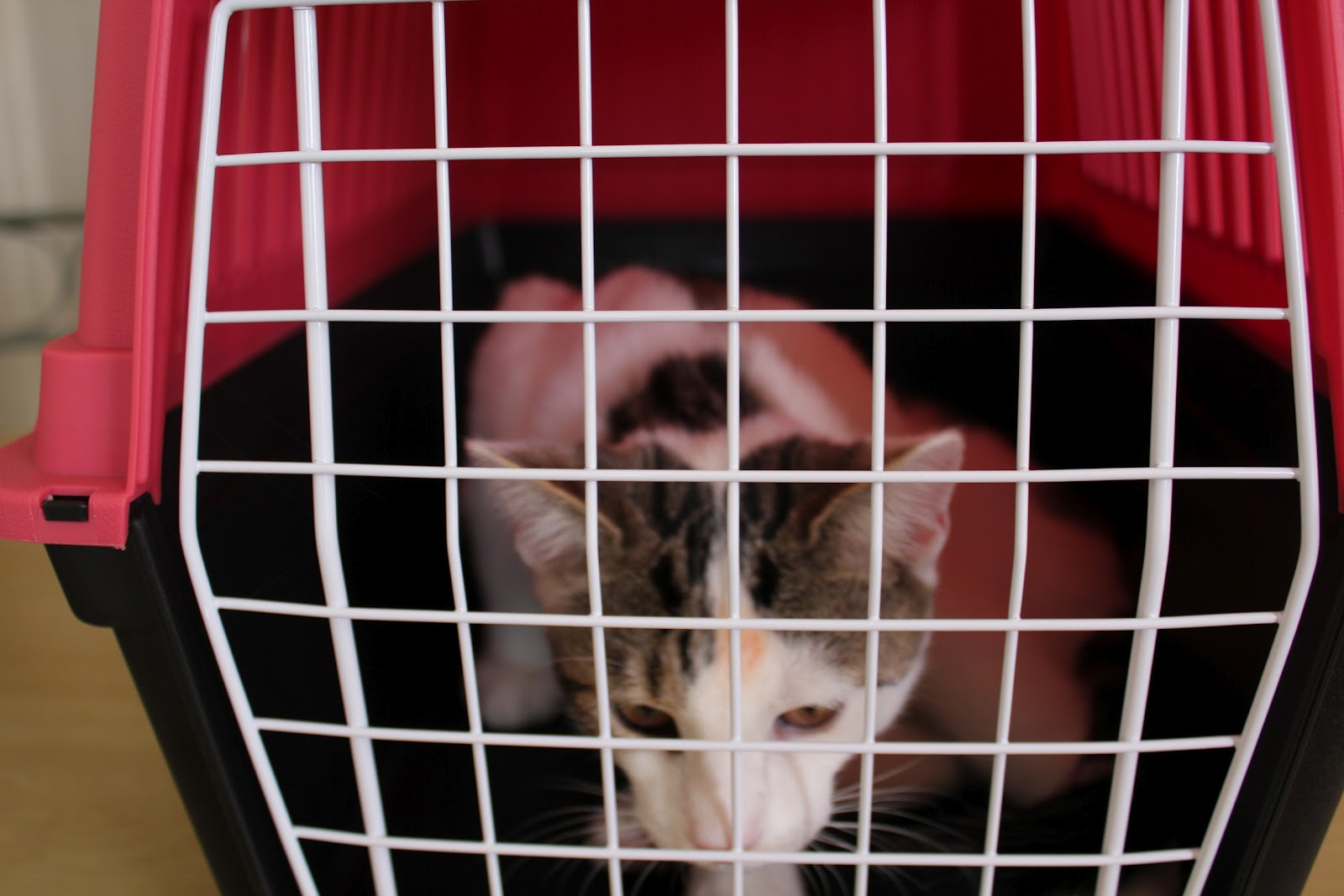 Pedro d'Cat Cat in Cage