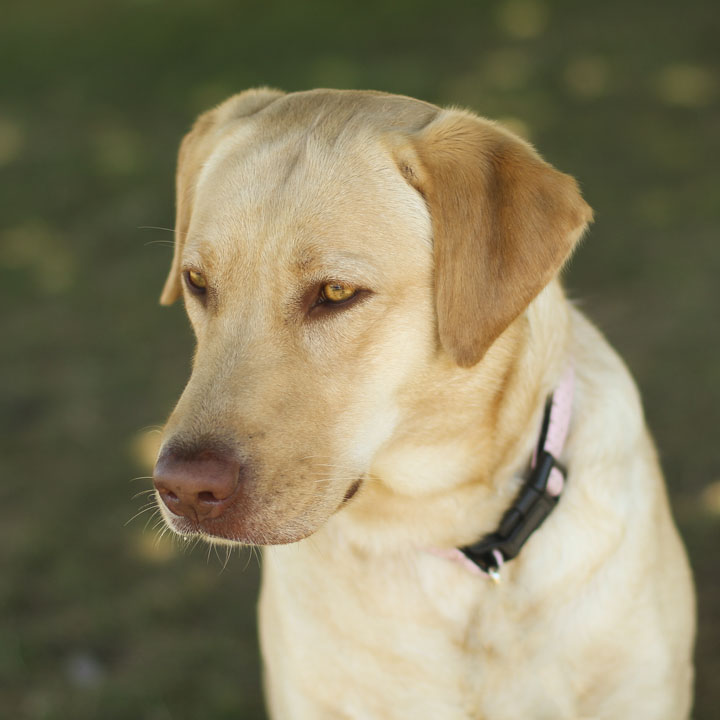 Female Yellow Labrador Retriever
