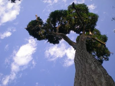 Plantas en Peligro de Extinción (Argentina/Sudamerica) Plantas en Peligro de Extinción (Argentina/Sudamerica)