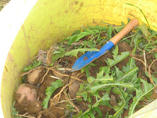 potatoes all over the allotment