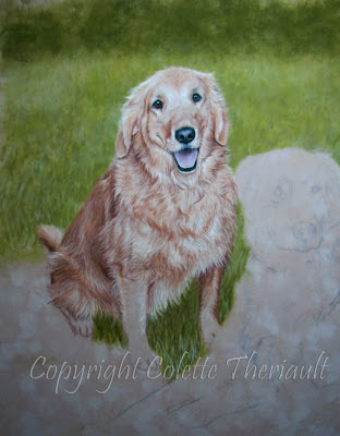 Golden Retriever Dog portrait painting in pastel by Colette Theriault