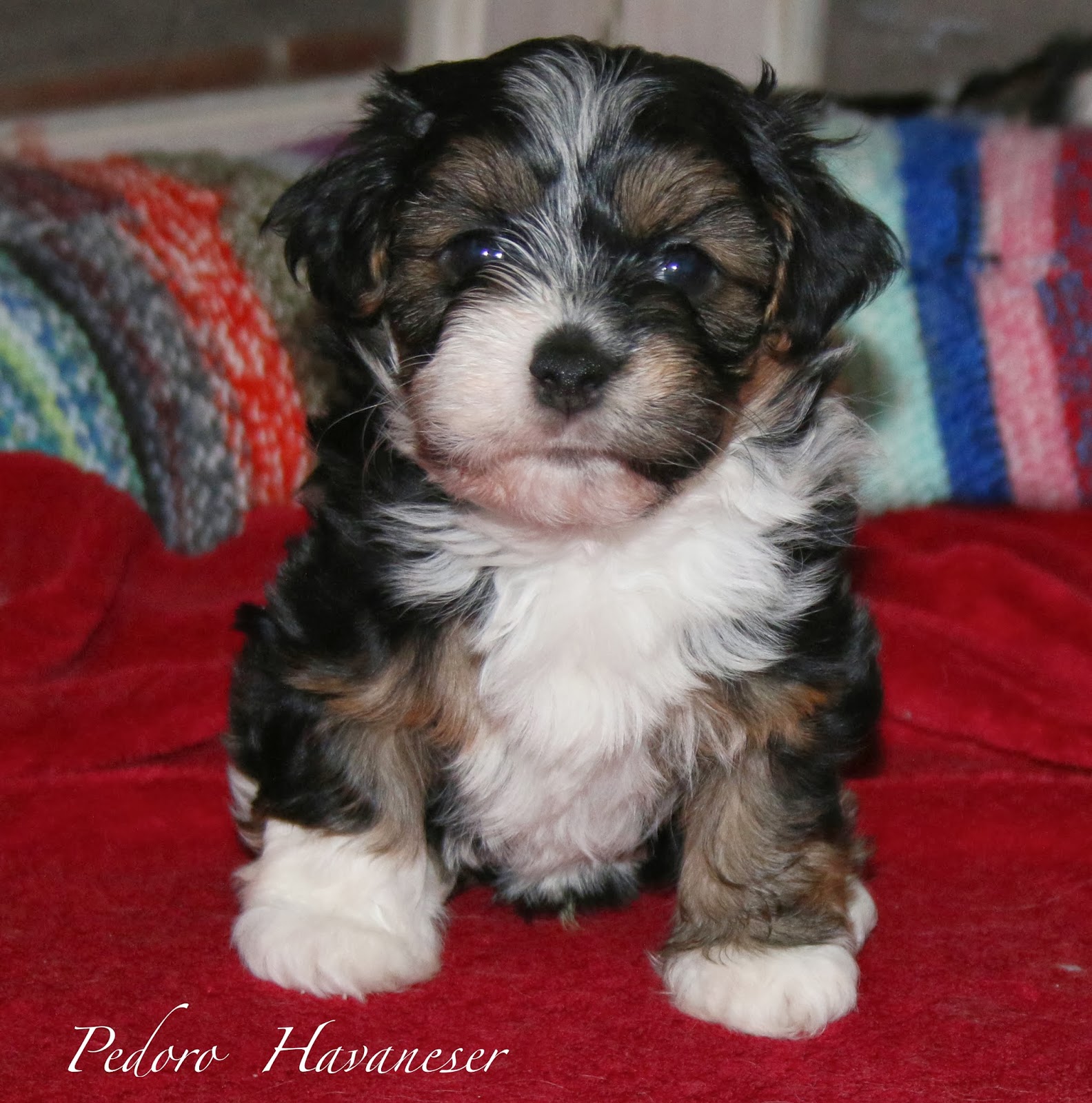 HAVANESER ZÜCHTER - Havaneser Welpen - VDH Havaneser Zucht