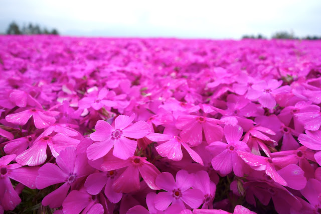 Fuji Shibazakura