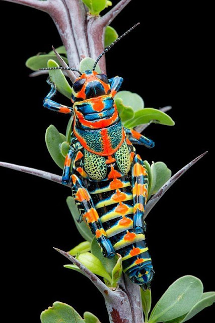Saltamontes arco iris pintado Rainbow Grasshopper Dactylotum bicolor 