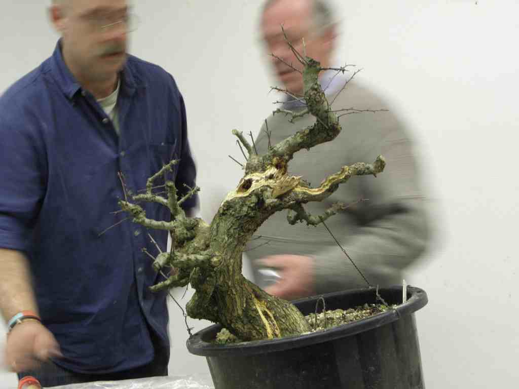 wildwoodbonsai Bonsai Association Belgium 2012