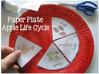 apple life cycle craft