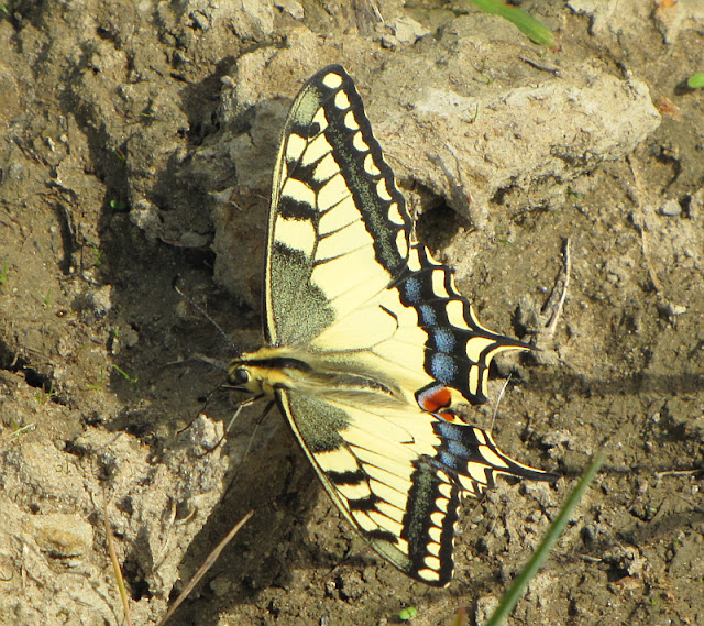 Paź królowej (Papilio machaon)