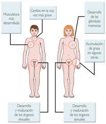 Consecuencia de los esteroides en las mujeres