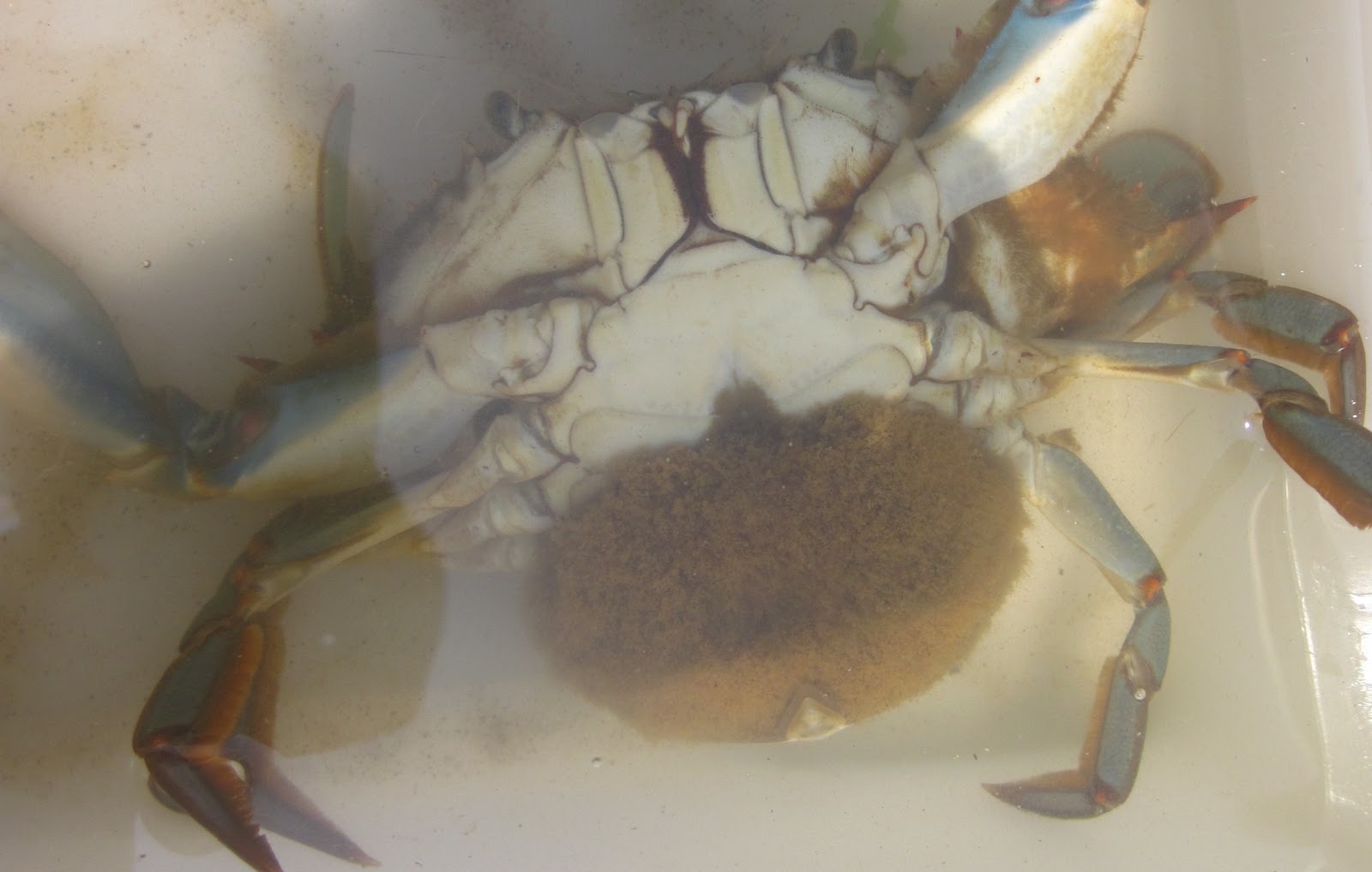 Nature on the Edge of New York City Pregnant and Blue But on the Move