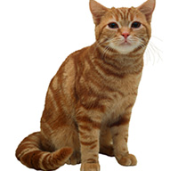 Chihuahua Puppies American Shorthair Cat Pictures