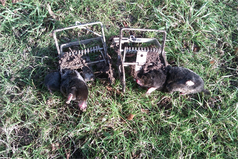 Mole Catcher Surrey