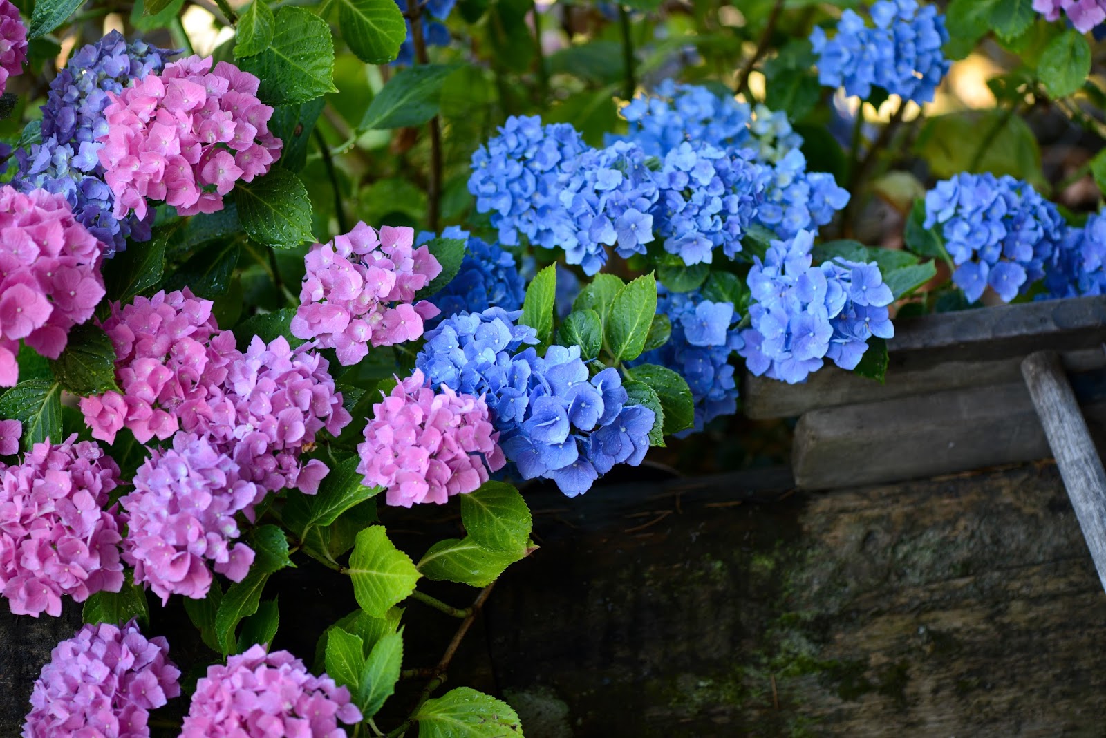 Hydrangea Serrata Stock Photos Hydrangea Serrata Stock Images
