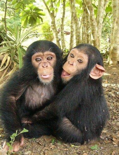 chimpanzee fight