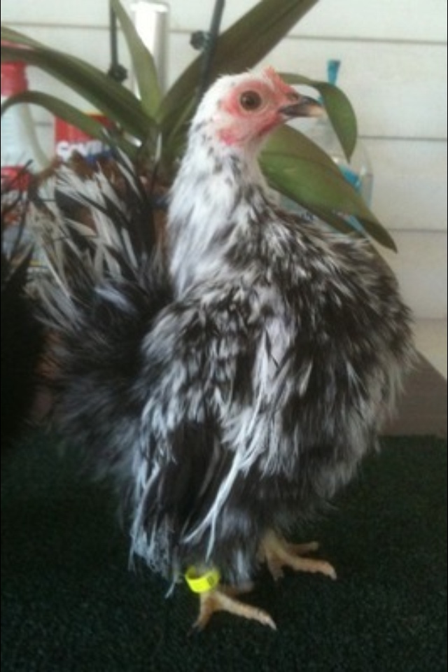 Colorado Foothills Serama Chicks and Eggs » Hens and Pullets