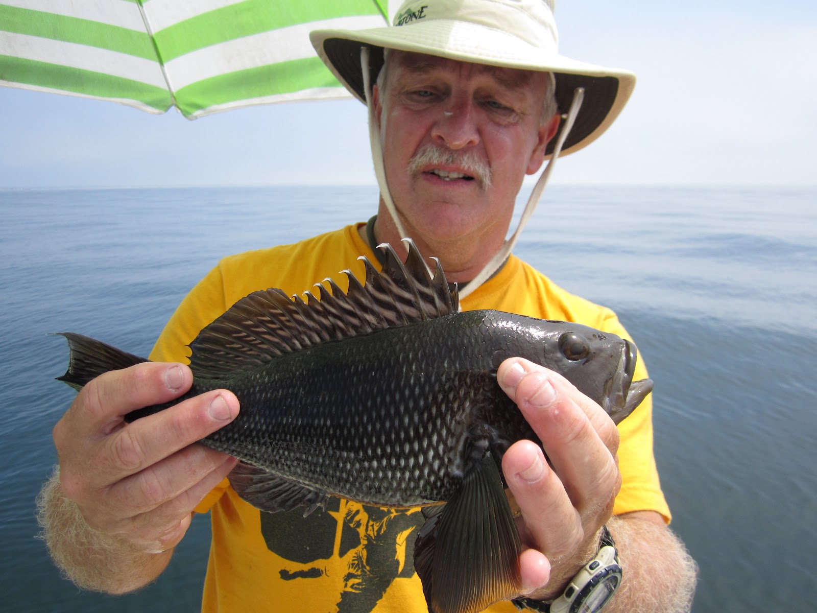 Rhode Island Striped Bass Bottom Feeders Abundant; NO Blues or Stripers