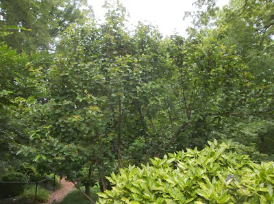 Sous Le Ciel Ardennais Viburnum Bodnantense Charles Lamont