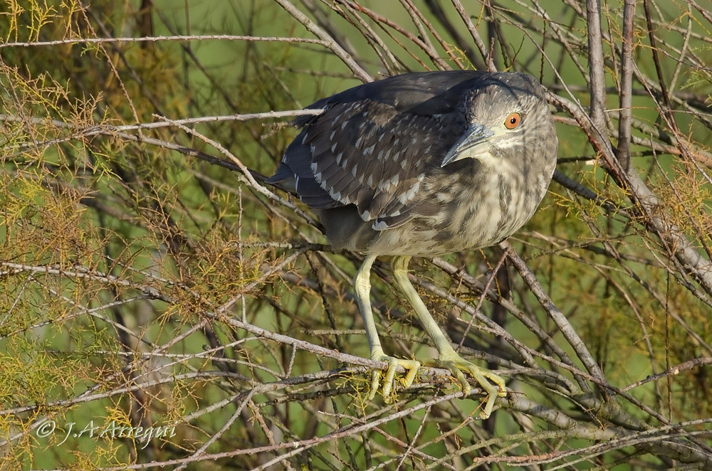 Martinete, Nycticorax nycticorax, Black-crowned Night Heron Martinete, Nycticorax nycticorax, Black-crowned Night Heron
