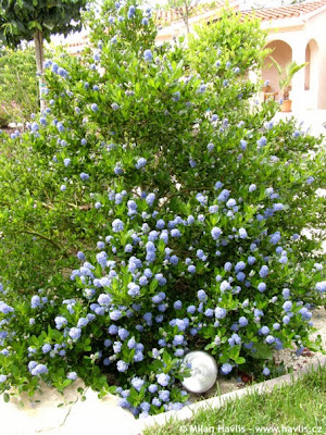 Earth Friendly Landscapes Wordless Wednesday Ceanothus