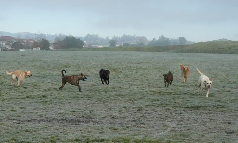 group of dogs running in a field, all coming toward the camera in a spread out line