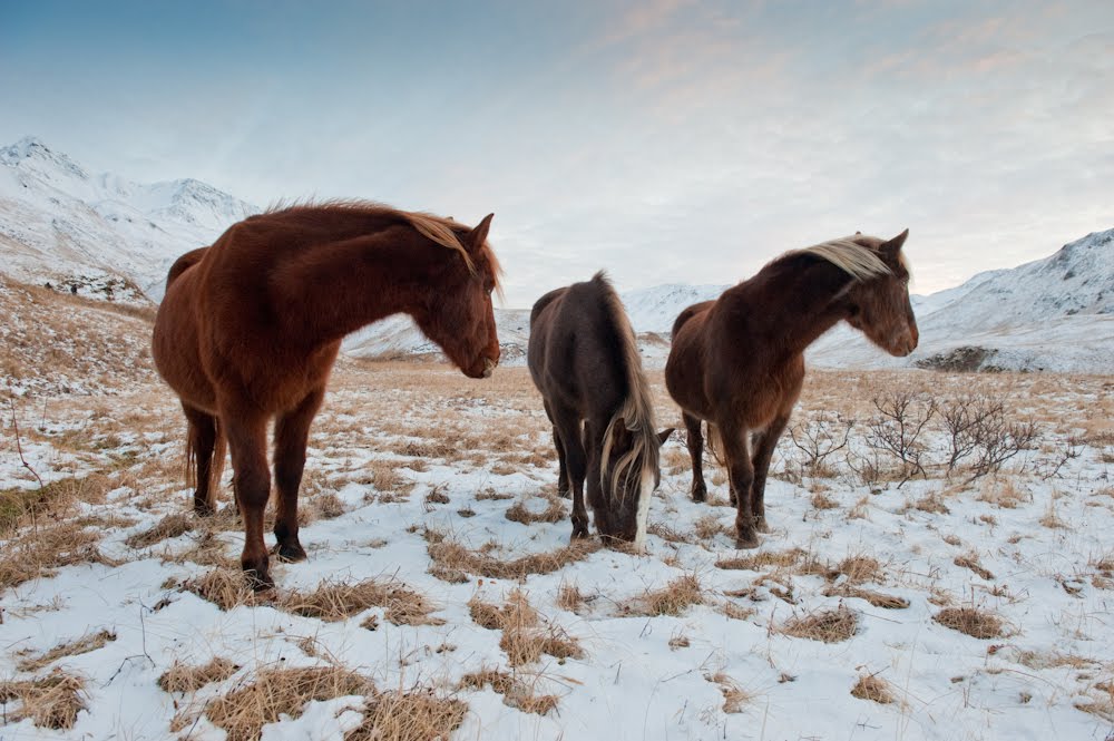 David Newsom Pictures Wild Horses of Summer's Bay, Unalaska