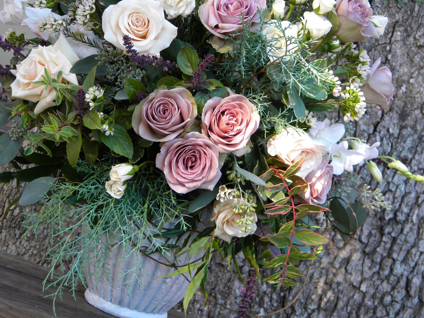 amnesia rose plant amnesia rose plant