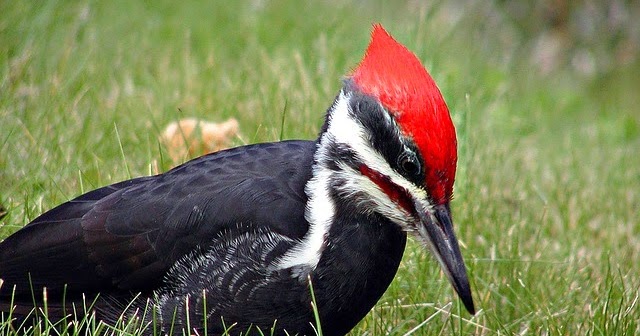 restore saint paul woodpeckers in the park restore saint paul woodpeckers in the park