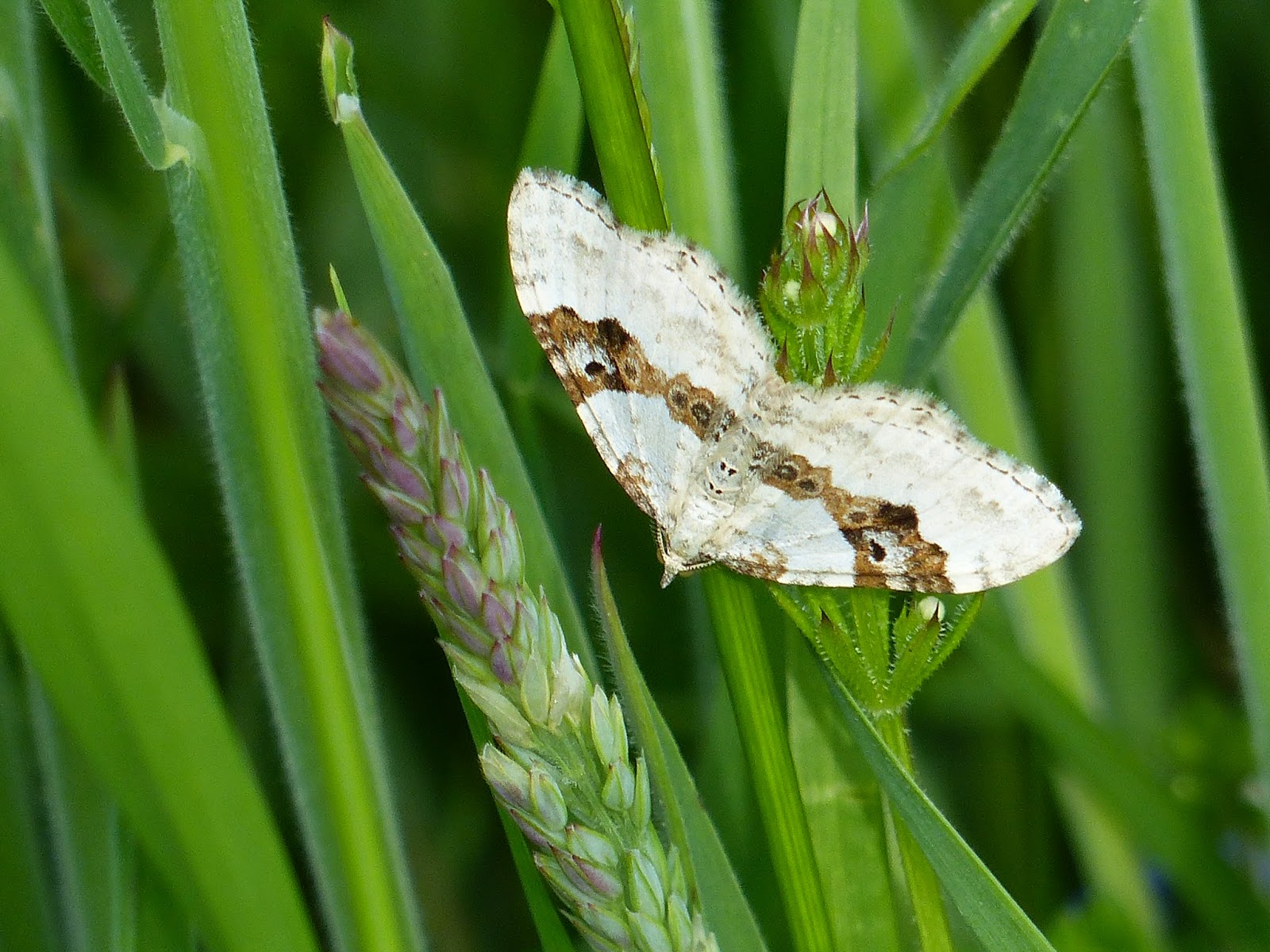 Oxfordshire Wildlife Day Flying Moths