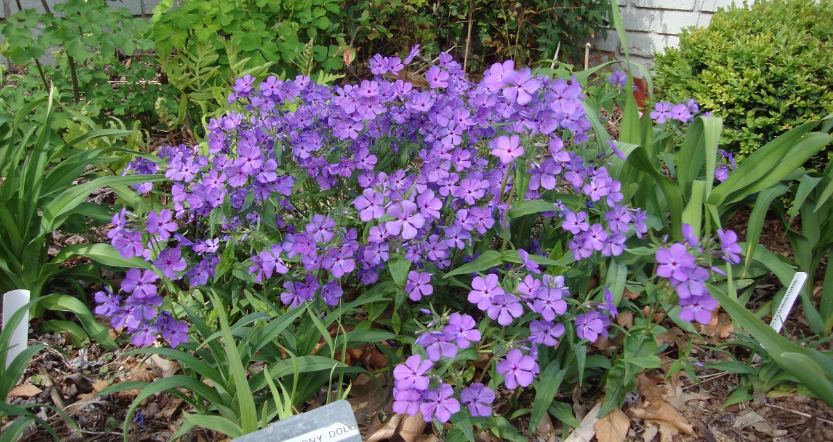 dean's garden april woodland phlox