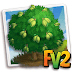 FV 2 Ceylon Satinwood (Elder ,Heirloom, Tree )