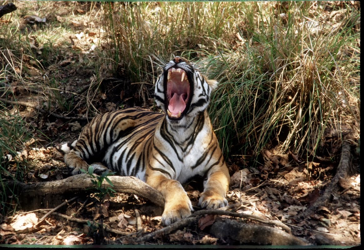 Tiger Roar @ Kanha Kisali National park MP