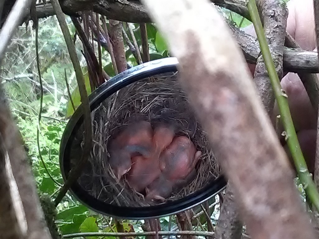 Blackbird nest