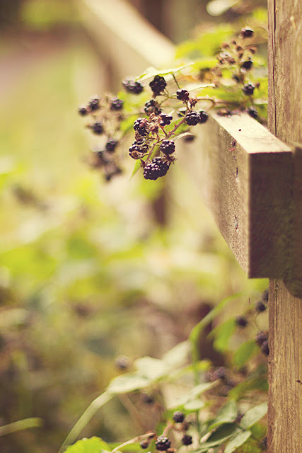 wild blackberries - autumn in perthshire