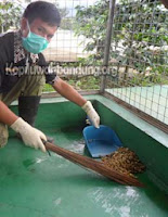 Pemanenan prongkolan dipanen pada kandang luwak