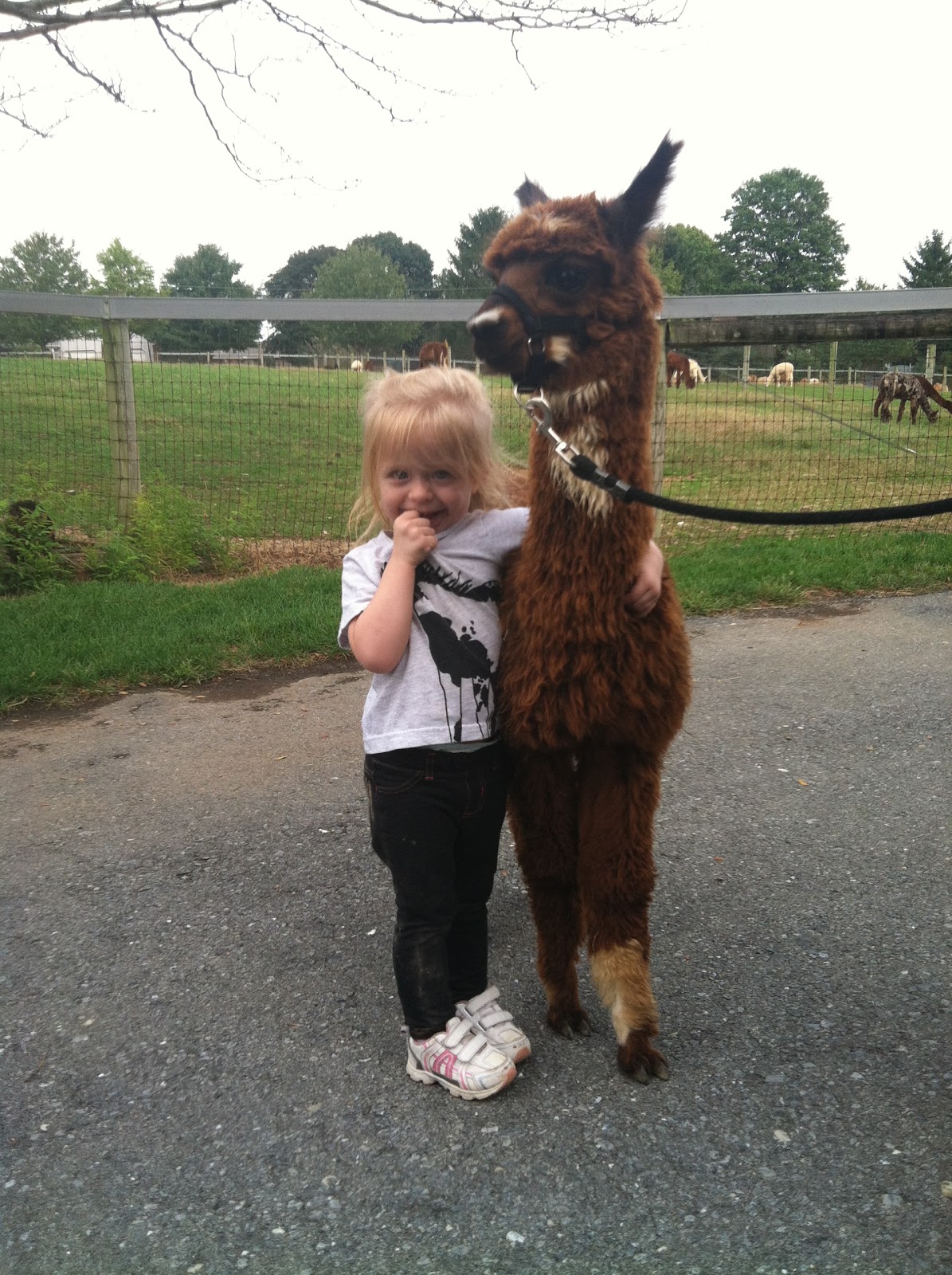 The Ultimate Life List LIFE LIST ALPACA FARM