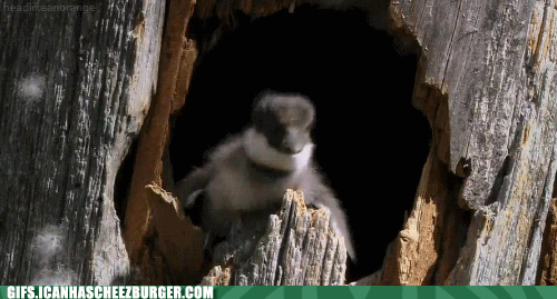 10+ Gif Lustige Tiere Background