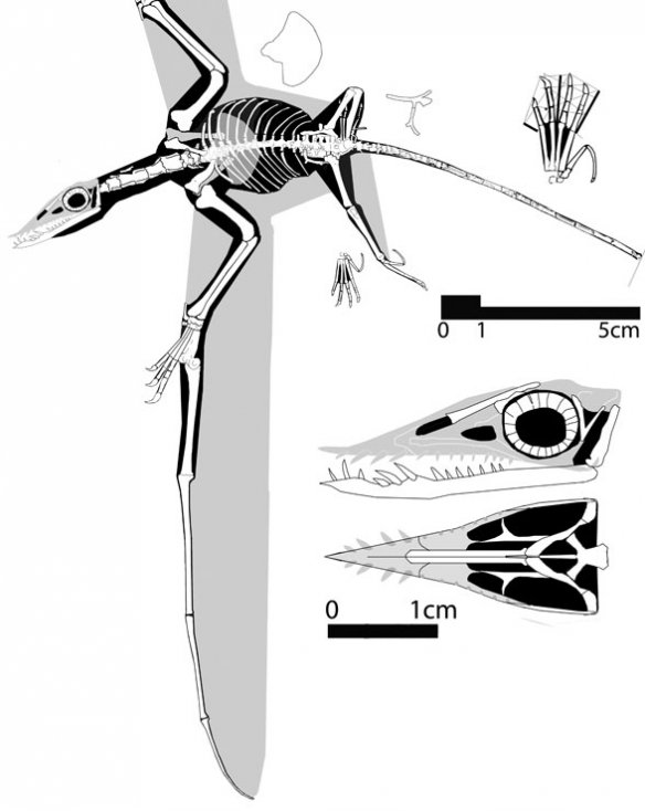 Flock of Hatzegopteryx #latecretaceous #mesozoic #pterosauria # pterodactyloidea #azhdarchidae #hatzegopteryx #romania by:Chase Stone